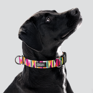 Zebras Gone Wild Hot Pink Everyday Collar — Large
