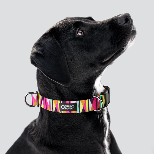Zebras Gone Wild Hot Pink Everyday Collar — Large