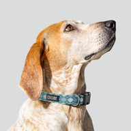 Argyle Wildberry Everyday Collar — Medium