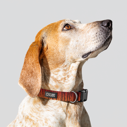 Birch Orange Everyday Collar