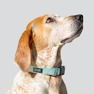Camo Mint Everyday Collar — Medium