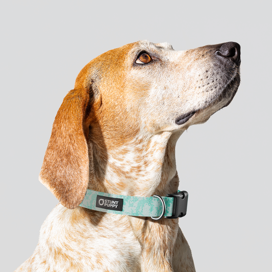 Camo Mint Everyday Collar — Medium