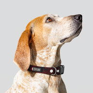Łééchąą Yázhí (Puppy) Evening Star Everyday Collar™ — Medium