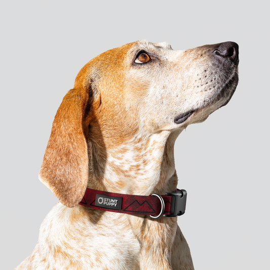 Łééchąą Yázhí (Puppy) Mountain Everyday Collar™