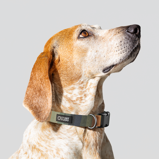 Earthtone Rainbow Everyday Collar