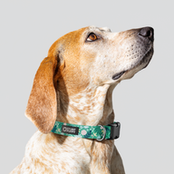 Frolic Spring Everyday Collar — Medium