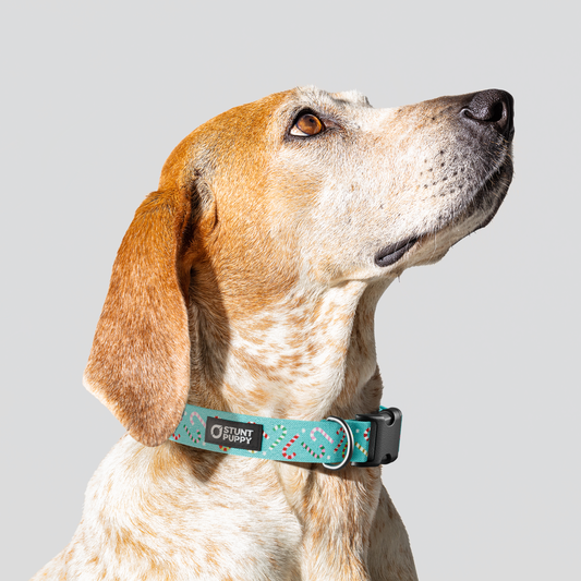 Candy Canes Aqua Everyday Collar — Medium