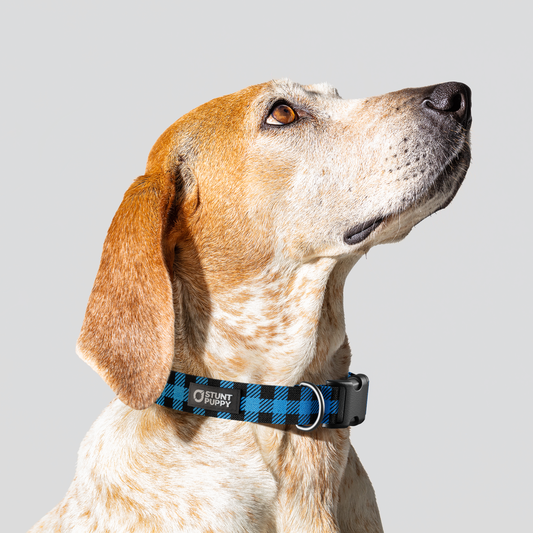 Lumberpup™ Brainerd Everyday Collar