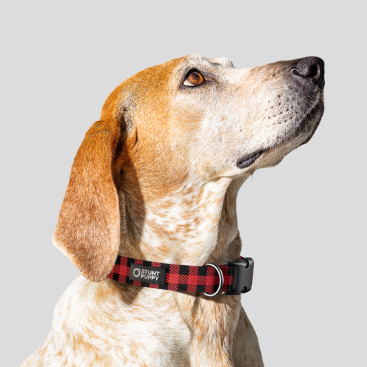 Lumberpup™ Buffalo Everyday Collar — Medium