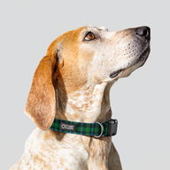 Lumberpup™ Scotsman Everyday Collar — Medium
