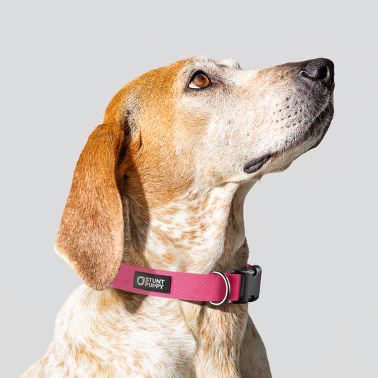 Bubblegum Monochrome Everyday Collar