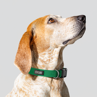 Clover Monochrome Everyday Collar — Medium