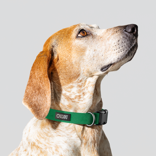 Clover Monochrome Everyday Collar
