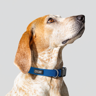 Lake Monochrome Everyday Collar — Medium