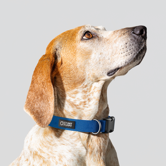 Lake Monochrome Everyday Collar — Medium