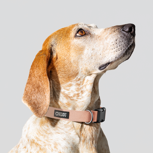 Paloma Monochrome Everyday Collar