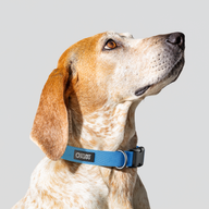 Poolside Monochrome Everyday Collar — Medium