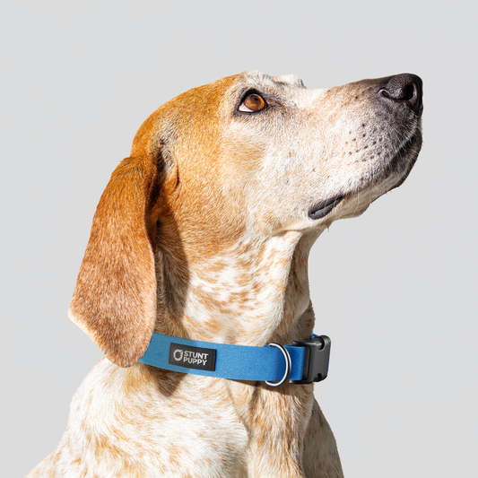Poolside Monochrome Everyday Collar — Medium