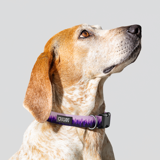 Pines Purple Everyday Collar — Medium