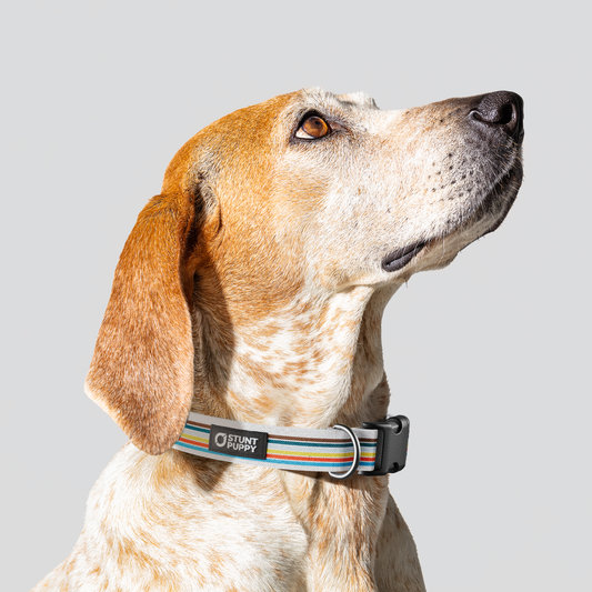 Track Everyday Collar — Medium