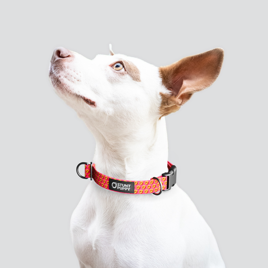 Cubular Orange Everyday Collar — Small