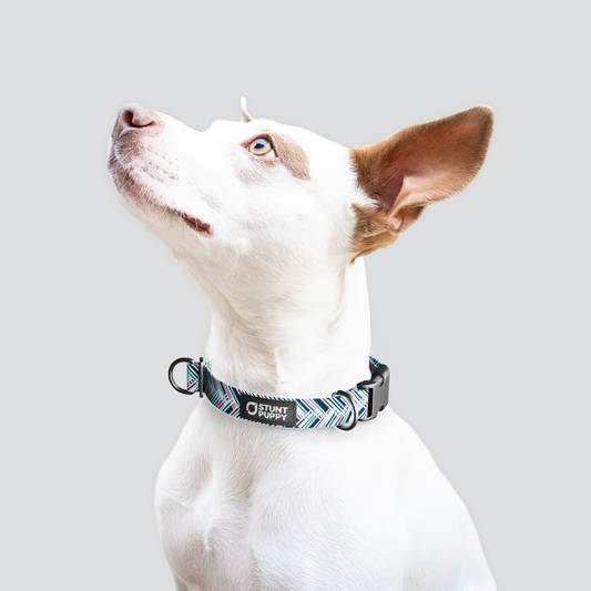 Fishtail Teal Everyday Collar
