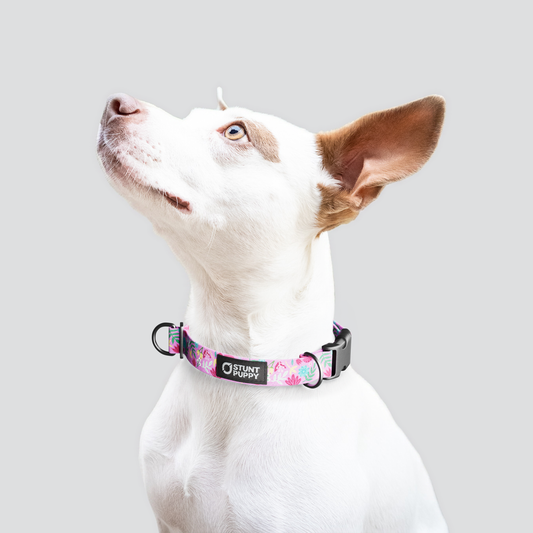 Frolic Summer Everyday Collar