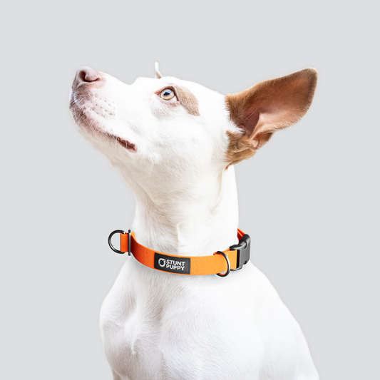 Clementine Monochrome Everyday Collar