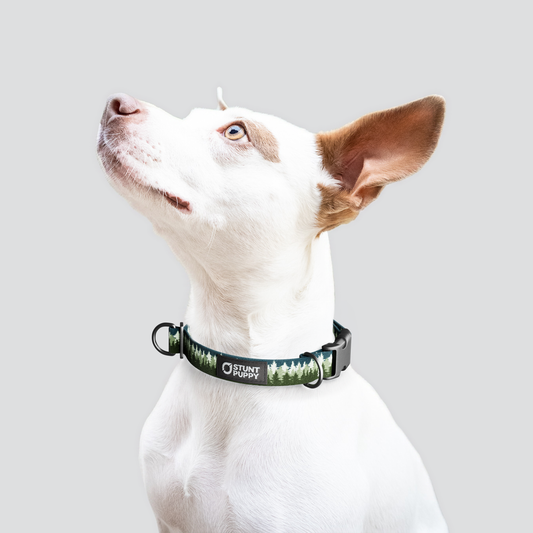 Pines Green Everyday Collar