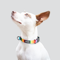Rainbow Everyday Collar — Small