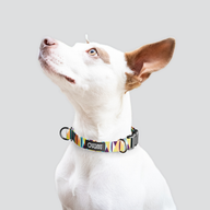 Zebras Gone Wild Hot Blue Everyday Collar — Small