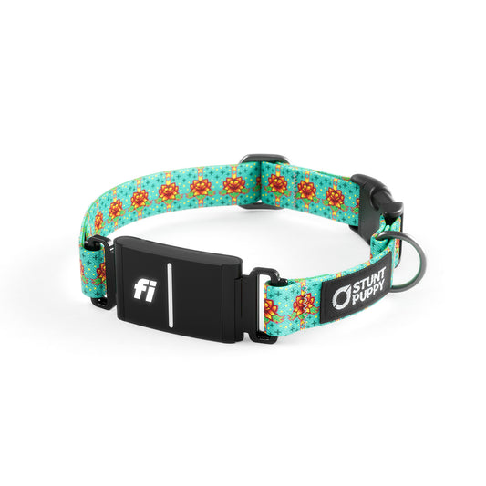 Fi-Ready Cookie's Best Everyday Collar