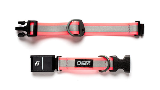 Fi GPS Included Go Dog Glo Pink Dry Collar™