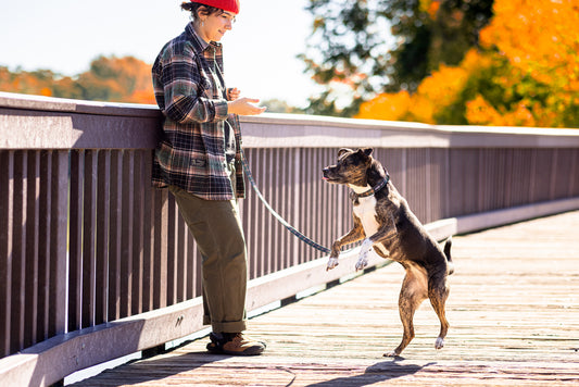 Stunt Puppy x The Vermont Flannel Co Earth Everyday Collar