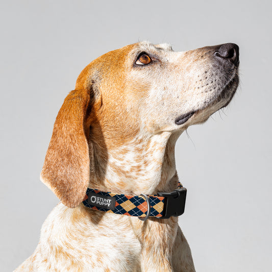 Argyle Superman Everyday Collar