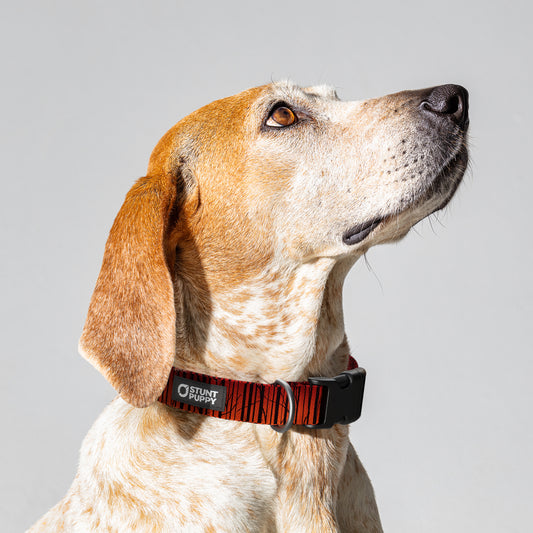 Birch Orange Everyday Collar