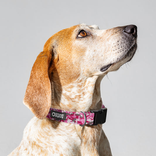 Camo Pink Everyday Collar