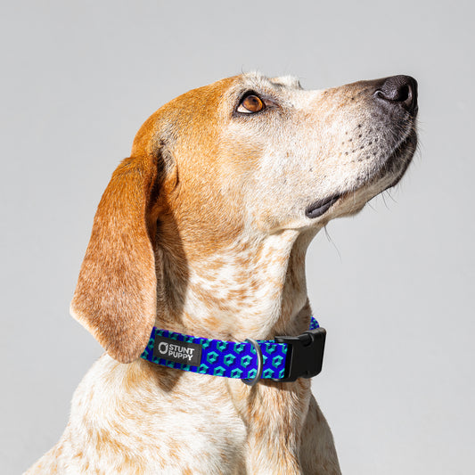 Cubular Blue Everyday Collar