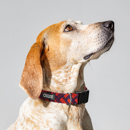 Fishtail Red Blue Everyday Collar