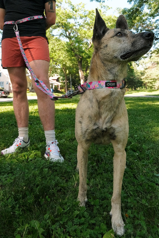 Stunt Runner™ Hands-Free Leash Jammin Gold Liquid LIght