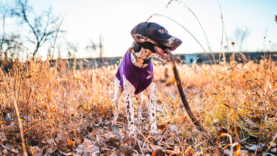 Vizsla fleece cheap