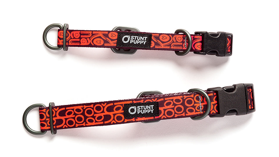 Puppy id collars sales australia